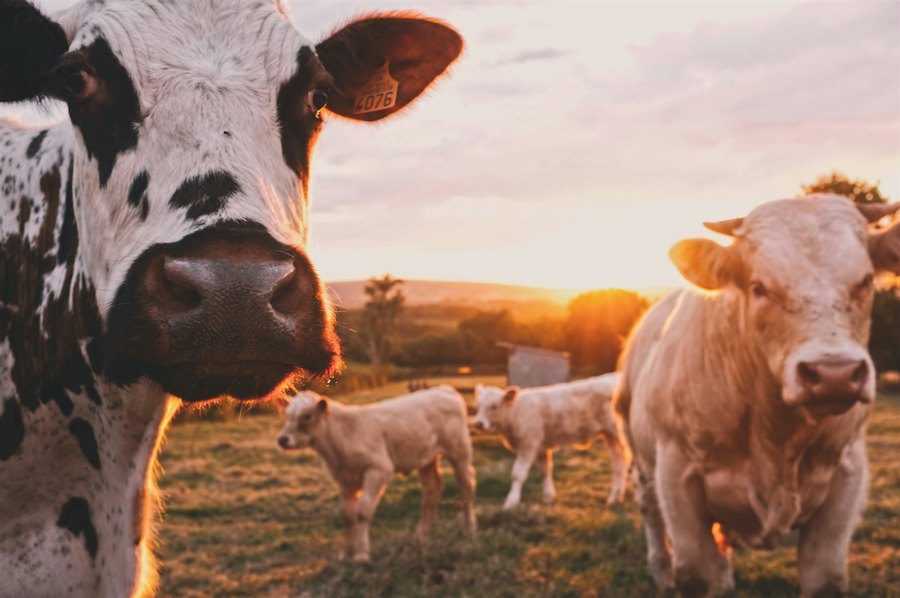 Dairy farming