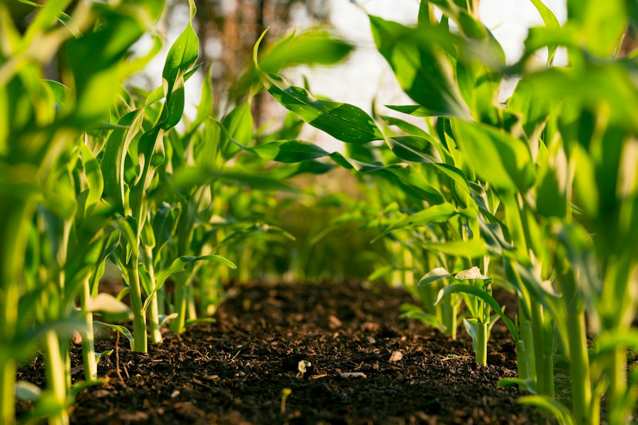 Animal feeds and farm inputs