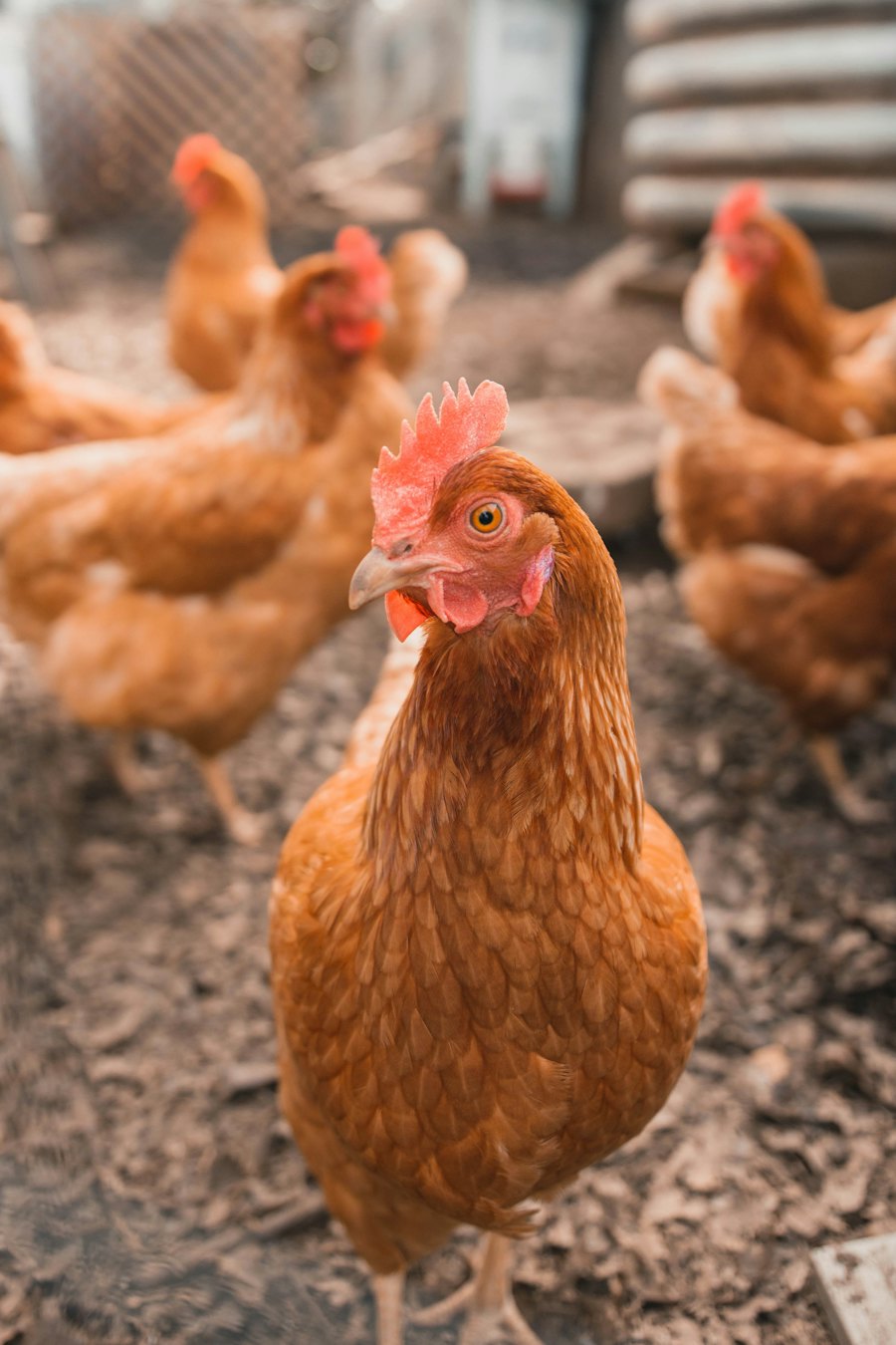 Poultry farming
